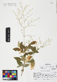 Iresine latifolia image