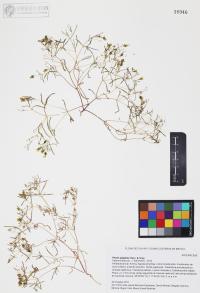 Pectis papposa image