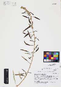 Amaranthus fimbriatus image