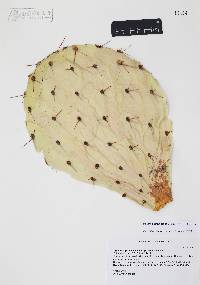 Opuntia engelmannii image