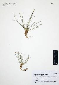 Eleocharis geniculata image