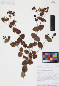 Guardiola platyphylla image