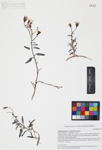 Palafoxia arida image