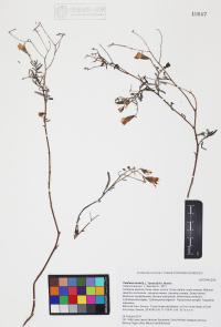 Palafoxia arida image