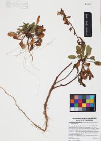 Heterotheca subaxillaris image