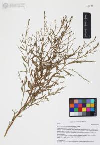 Gymnosperma glutinosum image