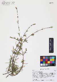 Carphochaete bigelovii image