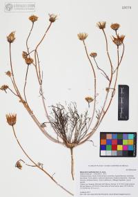 Malacothrix glabrata image