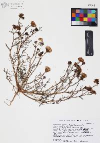 Chaenactis carphoclinia image