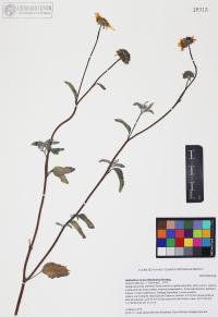 Helianthus niveus image