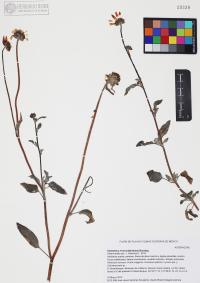 Helianthus niveus image