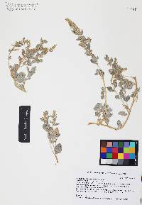 Atriplex barclayana image