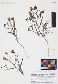 Palafoxia arida image