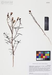 Palafoxia arida image