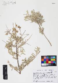 Atriplex canescens var. canescens image