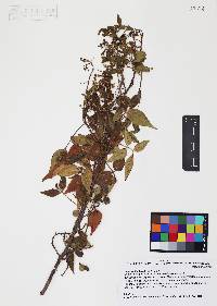 Rhus virens image