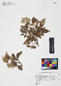 Rhus virens var. choriophylla image