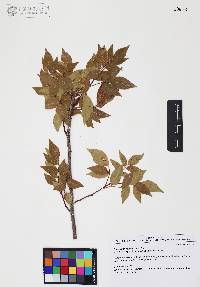 Rhus virens image