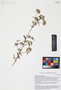 Lagascea decipiens image