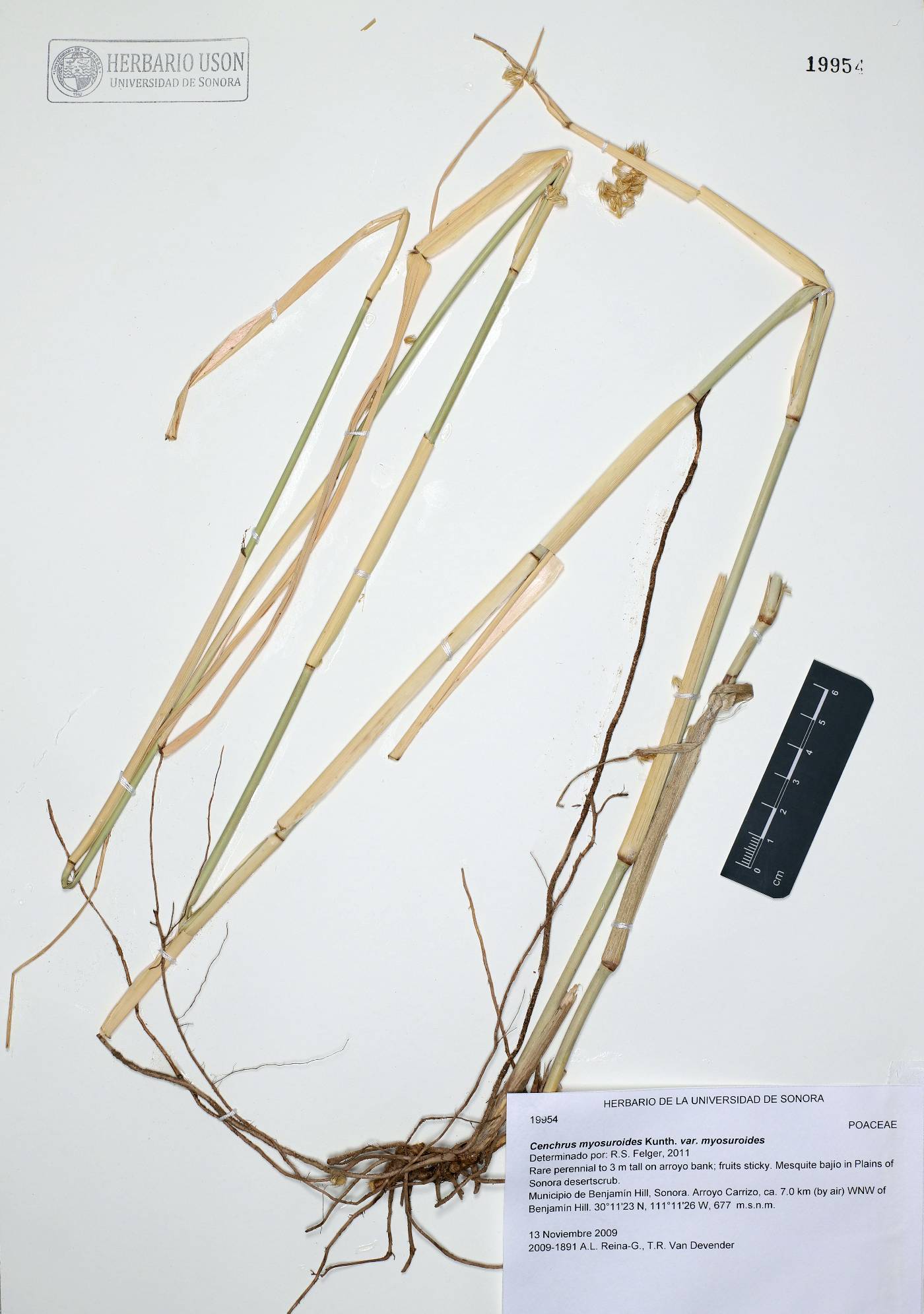 Cenchrus myosuroides var. myosuroides image