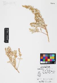 Atriplex barclayana image