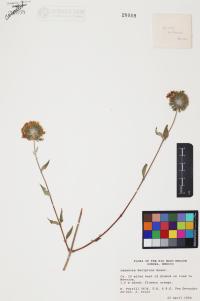 Lagascea decipiens image