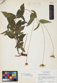 Lasianthaea podocephala image