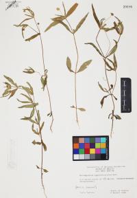 Melampodium appendiculatum image