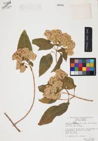 Montanoa tomentosa image