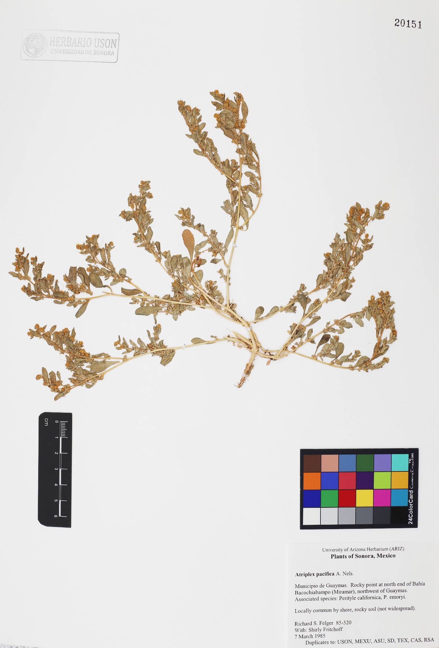 Atriplex pacifica image