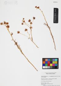 Senecio flaccidus image