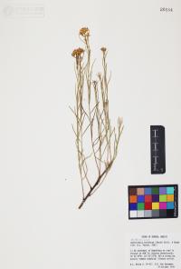 Gutierrezia sarothrae image