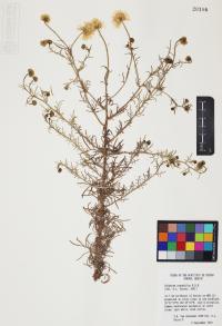Erigeron oreophilus image