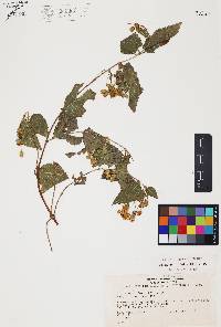 Calea urticifolia image