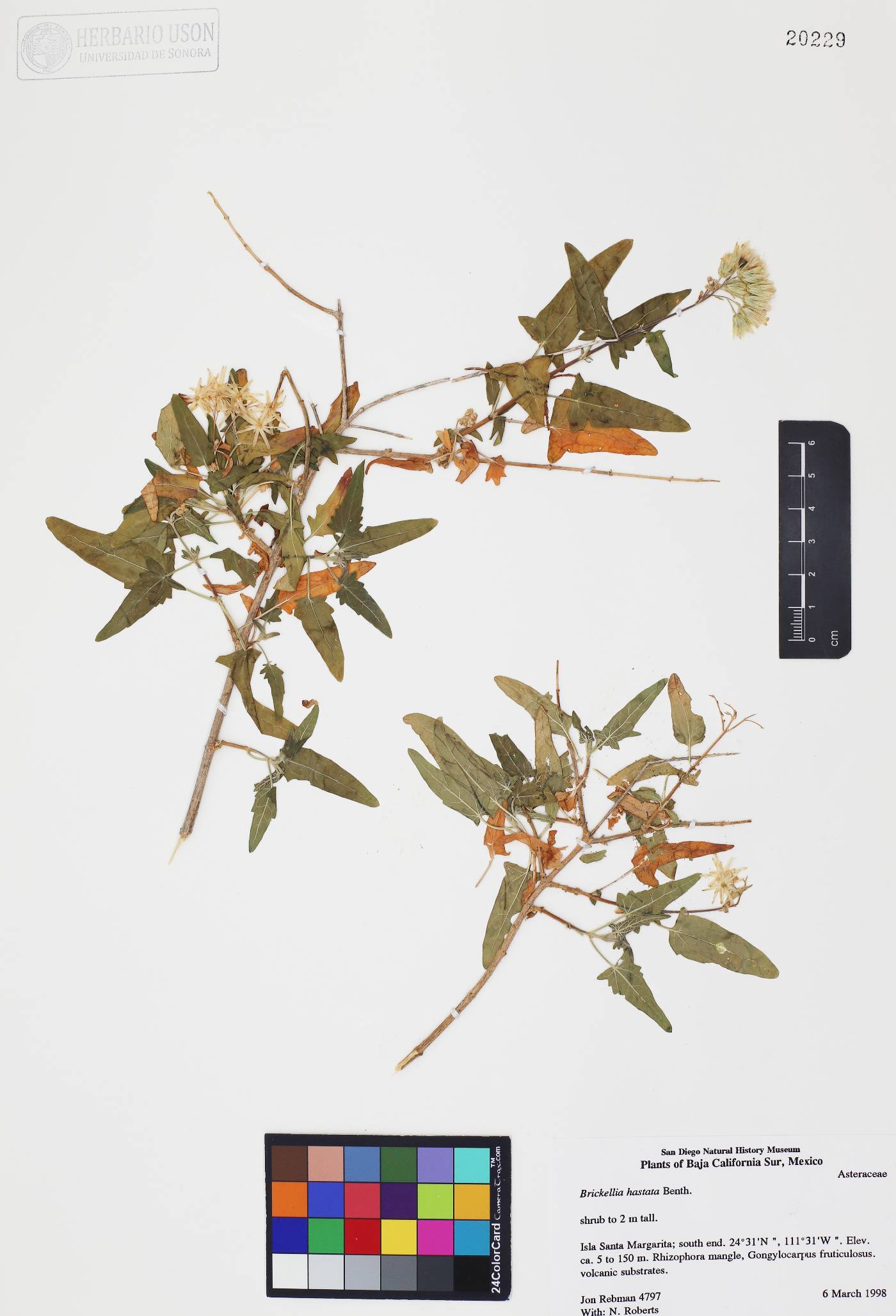 Brickellia hastata image
