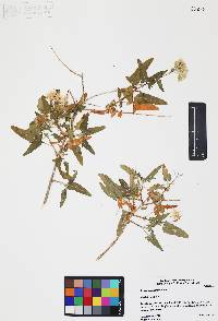 Brickellia hastata image