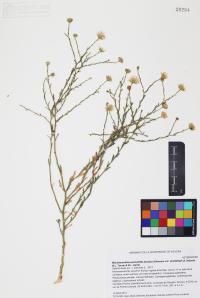 Xanthisma spinulosum image