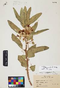 Asclepias nyctaginifolia image