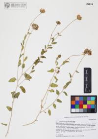Encelia frutescens image