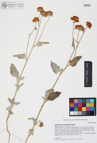 Helianthus niveus image