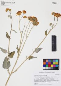 Helianthus niveus image