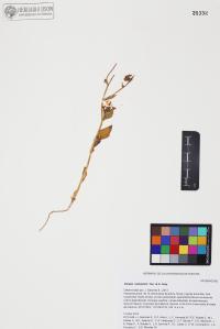 Geraea canescens image