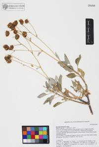 Encelia farinosa image