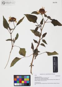 Helianthus annuus image