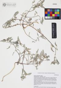 Dicoria canescens image