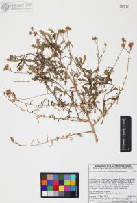 Isocoma acradenia image
