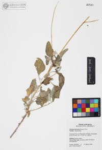 Encelia farinosa image