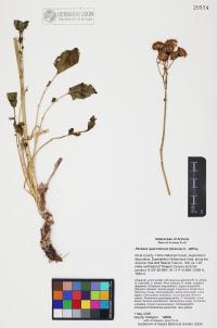 Packera quercetorum image