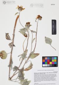 Helianthus niveus image