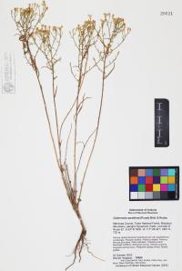 Gutierrezia sarothrae image